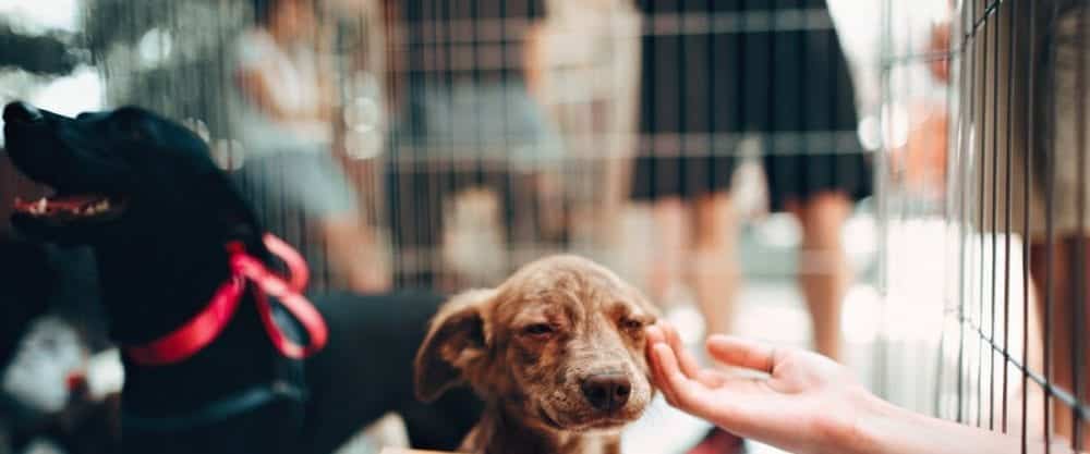 Tips memulai bisnis pet shop