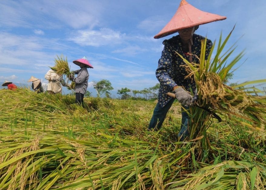 contoh laporan keuangan bisnis pertanian dan peternakan akuntansi