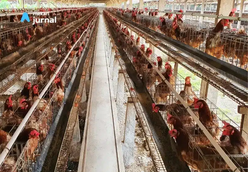 berapa modal untuk menjalankan usaha ayam petelur?