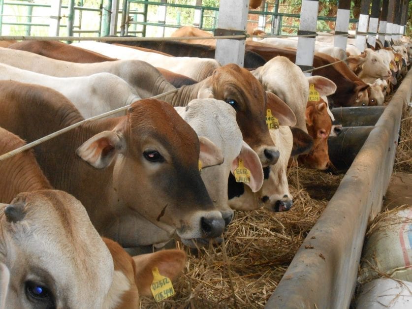 beternak ayam atau sapi dapat menjadi ide usaha yang menjanjikan di desa