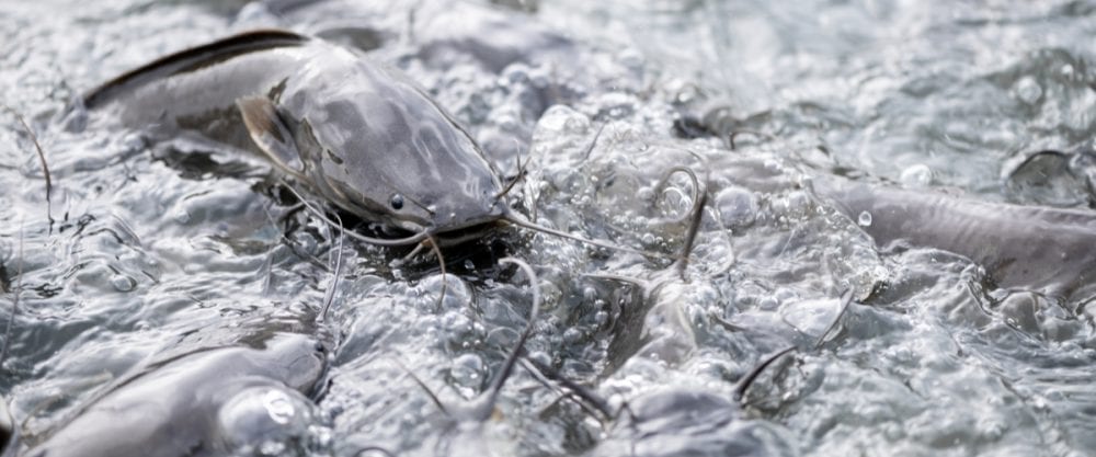 ikan lele yang tahan terhadap berbagai penyakit