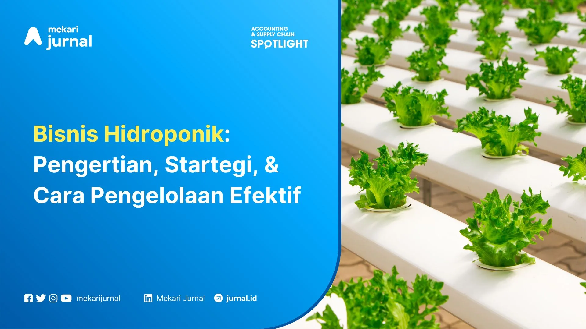 Bisnis Hidroponik Pengertian, Startegi, & Cara Pengelolaan Efektif
