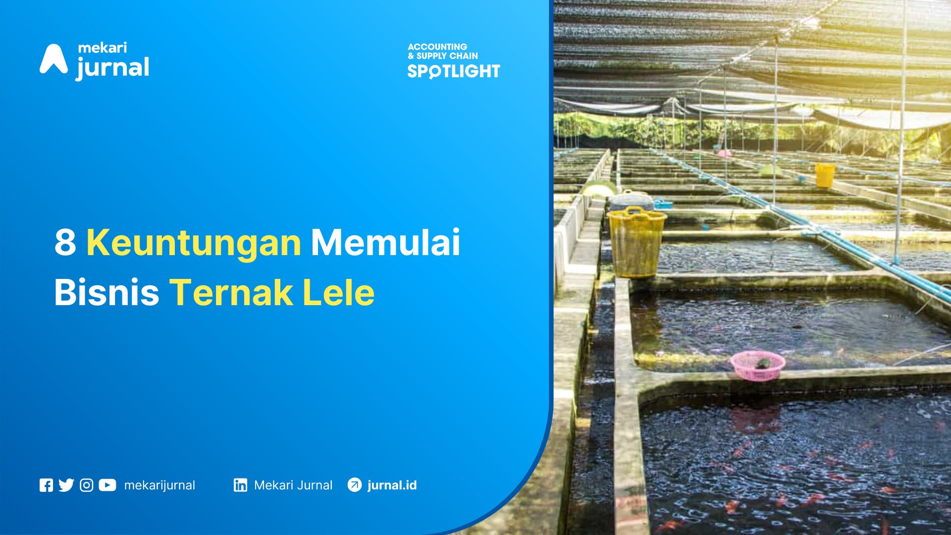 8 Keuntungan Memulai Bisnis Ternak Lele